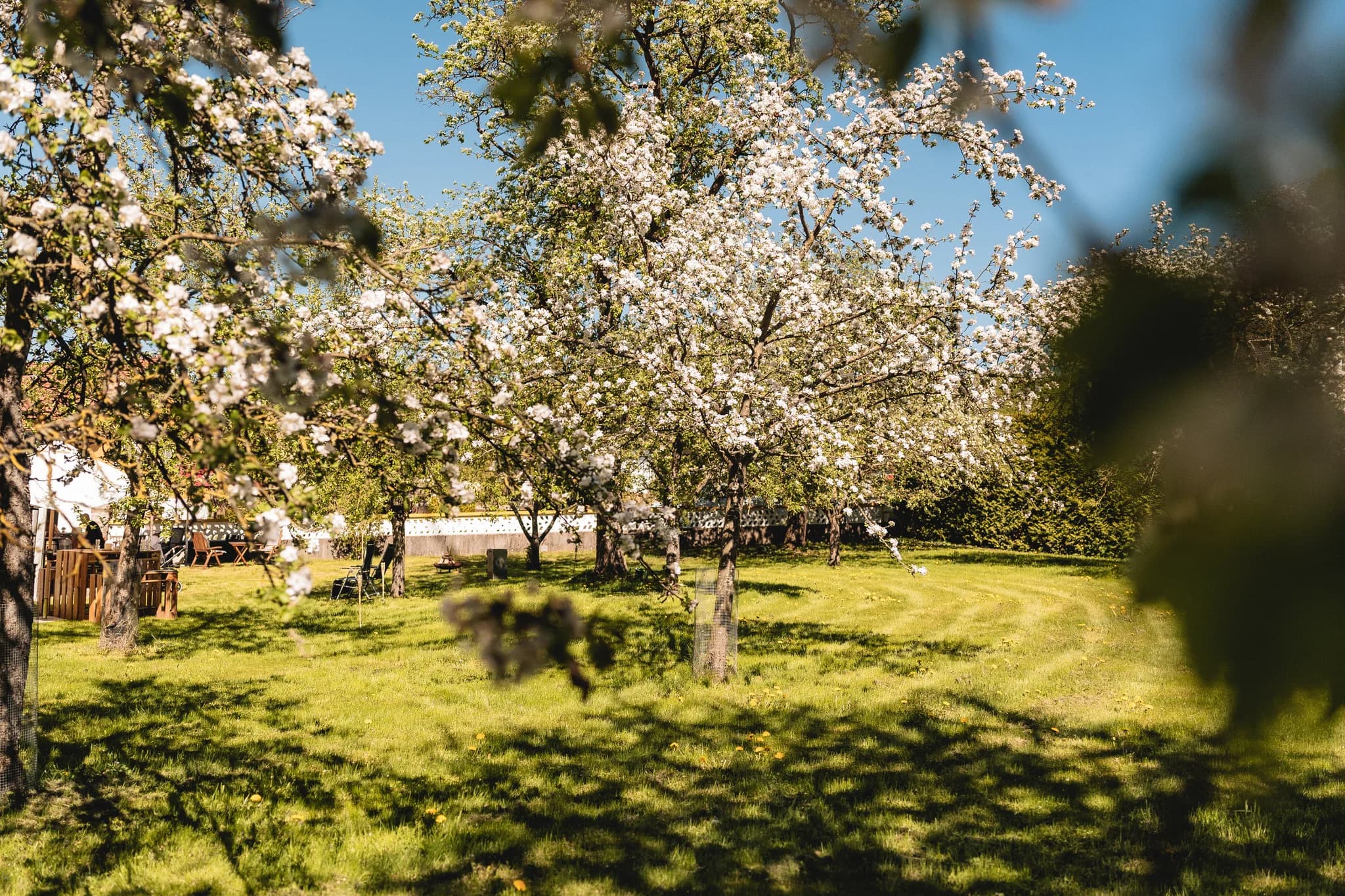 Blühende Obstbäume an einem sonnigen Maitag auf der grünen Wiese vor der Ulstermühle bei einer privaten Hochzeitsfeier.