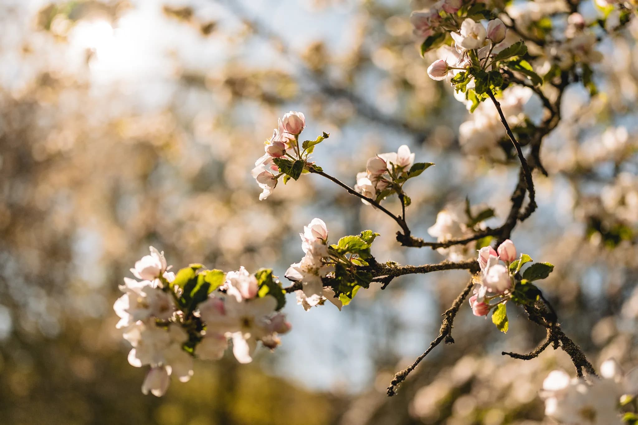 Zarte Apfelblüten im warmen Sonnenlicht an einem sonnigen Maitag bei der Hochzeit an der Ulstermühle in der Rhön.
