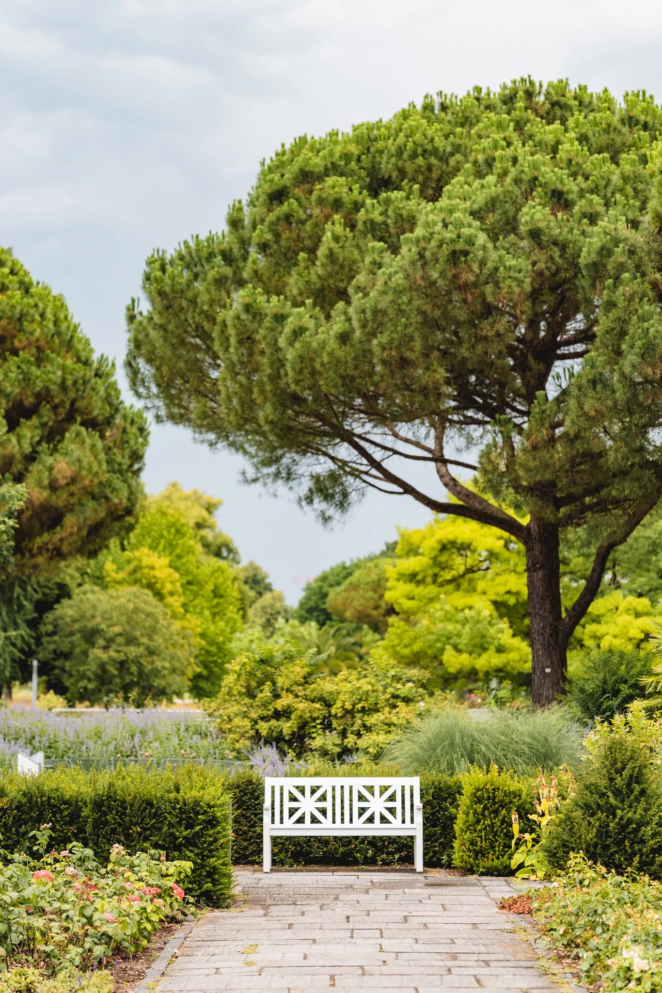Eine leere weiße Gartenbank steht auf einem gepflasterten Weg inmitten der grünen Parkanlage des Palmengartens Frankfurt.