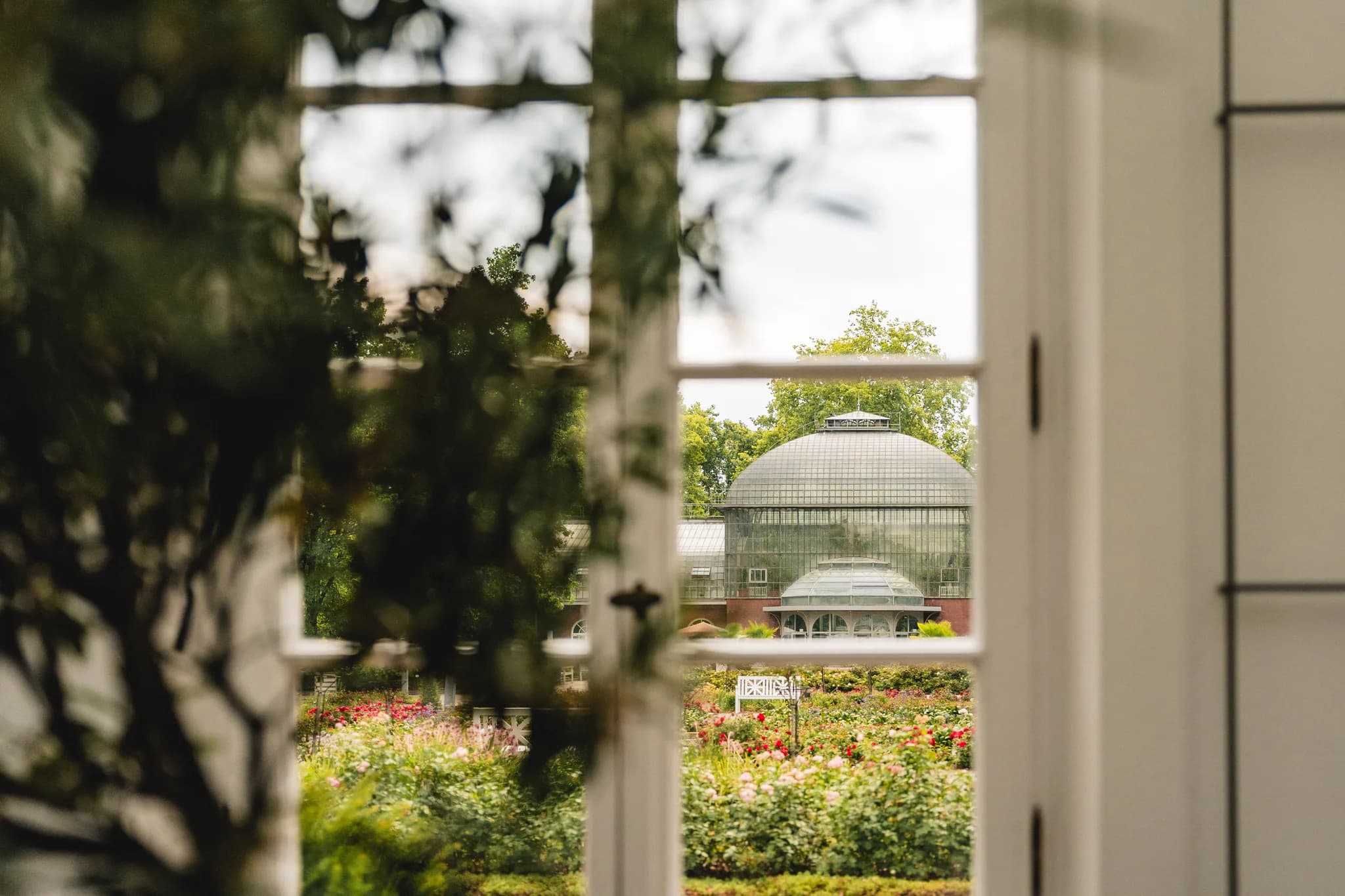 Blick durch ein weißes Sprossenfenster auf das historische Gewächshaus im blühenden Palmengarten Frankfurt.