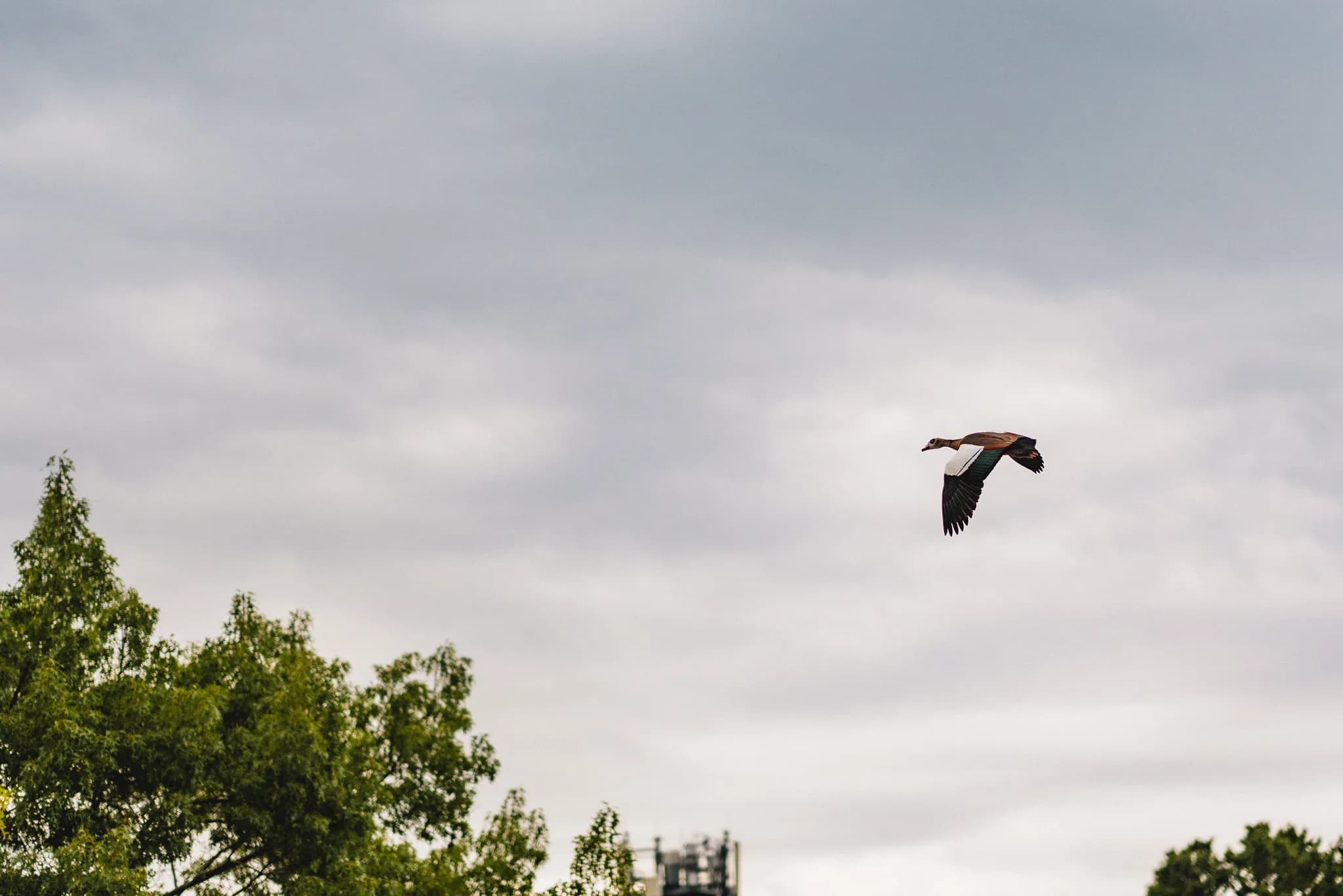 Eine Nilgans fliegt vor einem bewölkten Himmel über dem Palmengarten in Frankfurt.