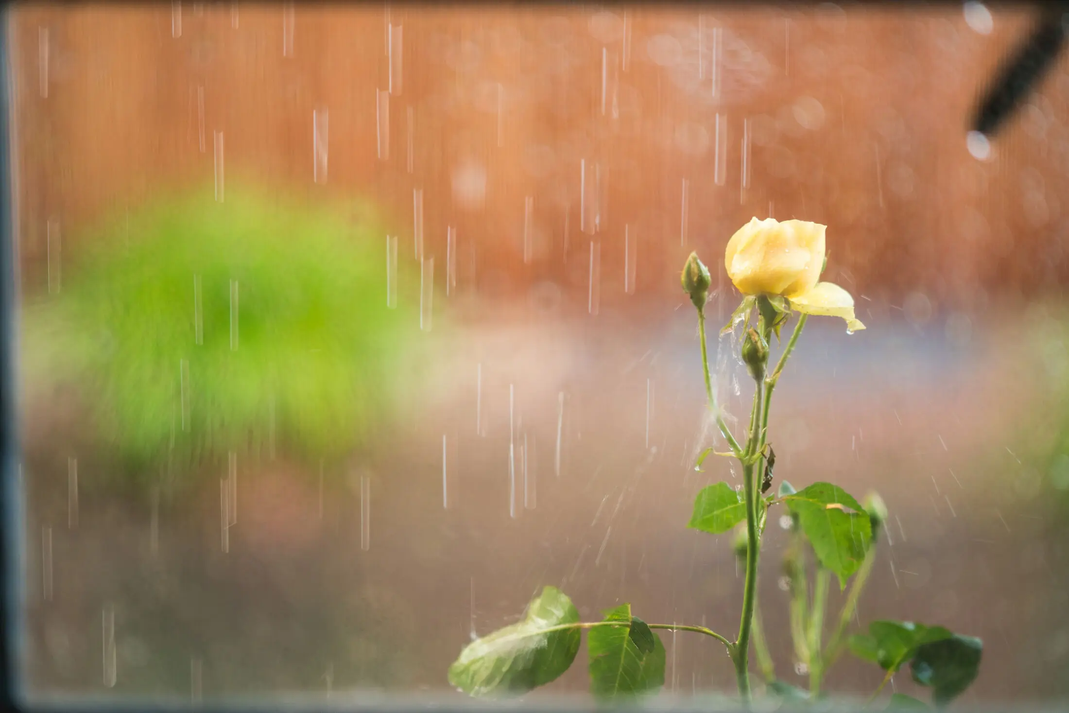 Rose auf Hochzeit bei Regen 